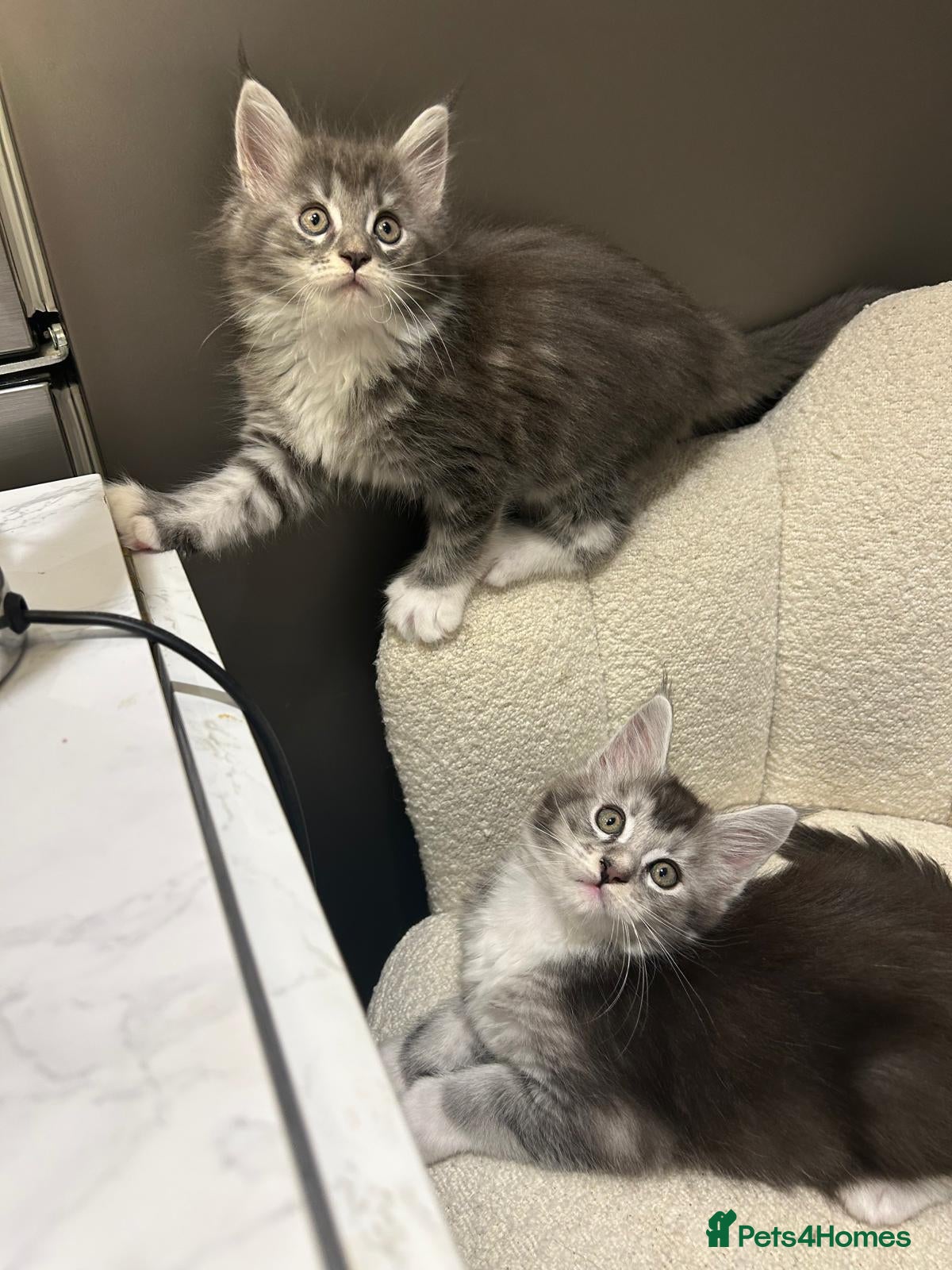 Maine Coon cats Maine coon stunning silver/blue shaded  - Advert 3