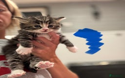 Mixed Breed cats for sale: 5 lovely kittens for sale  - Image 22