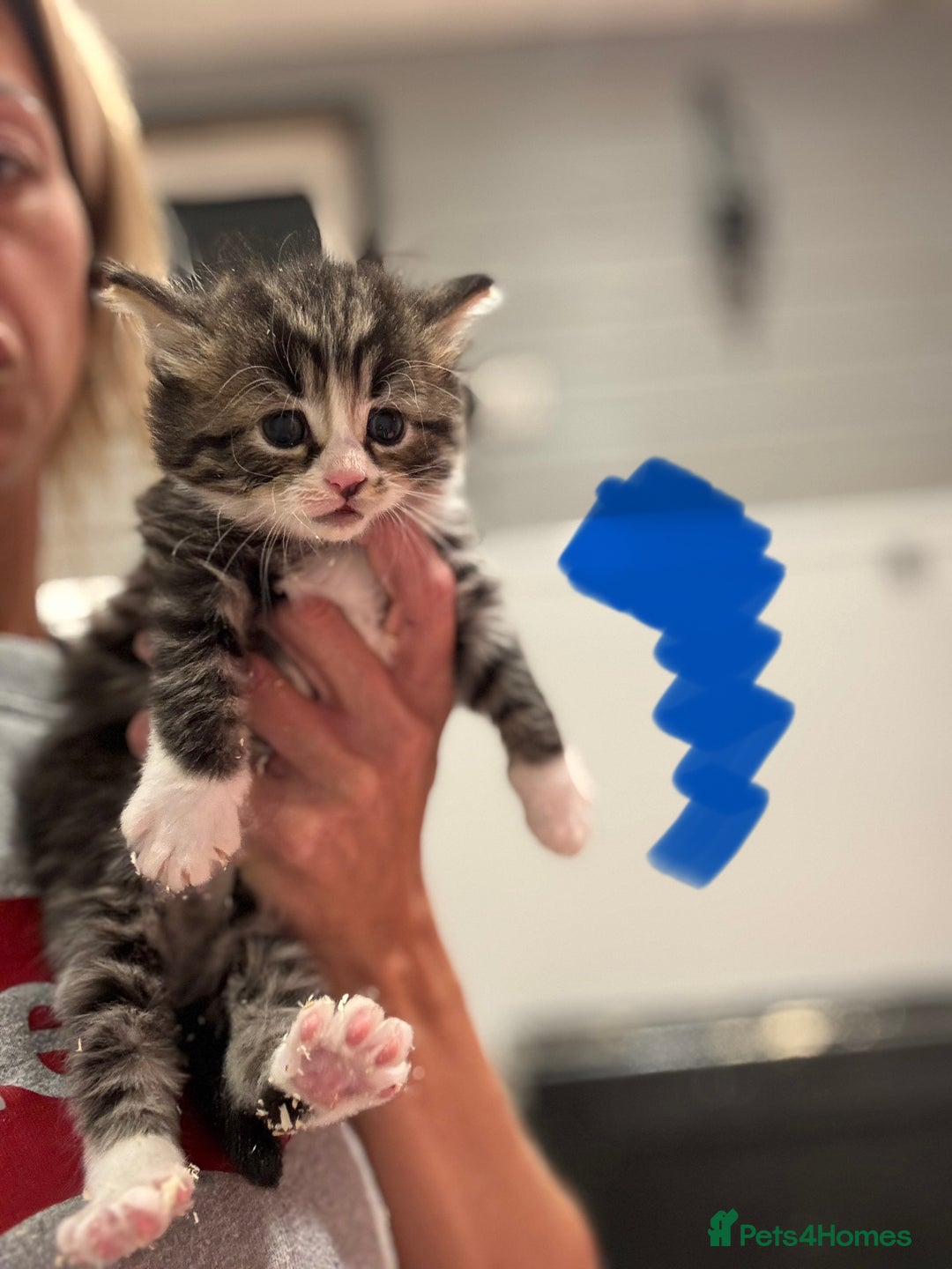 Mixed Breed cats for sale: 5 lovely kittens for sale  - Image 22