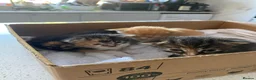 Mixed Breed cats for sale: Female kitten for sale in Norbury area in London - Advert 8