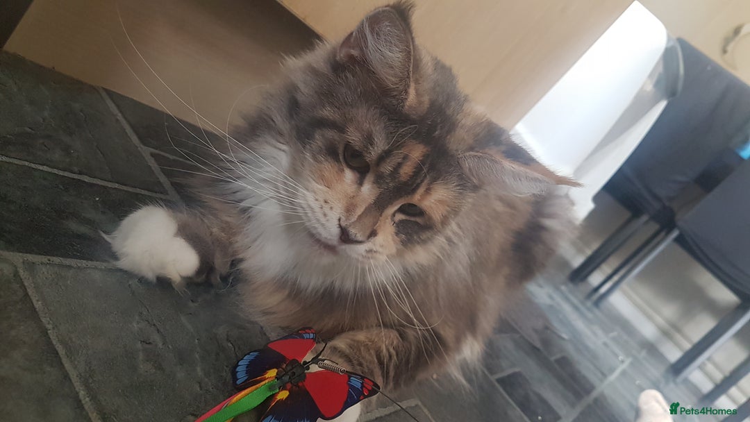 Maine Coon cats for sale: Tica Pedigree Blue Tortoishell Female Maine Coon  - Image 4