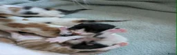 Mixed Breed cats for sale: 6 gorgeous mixed breed kittens - Advert 10
