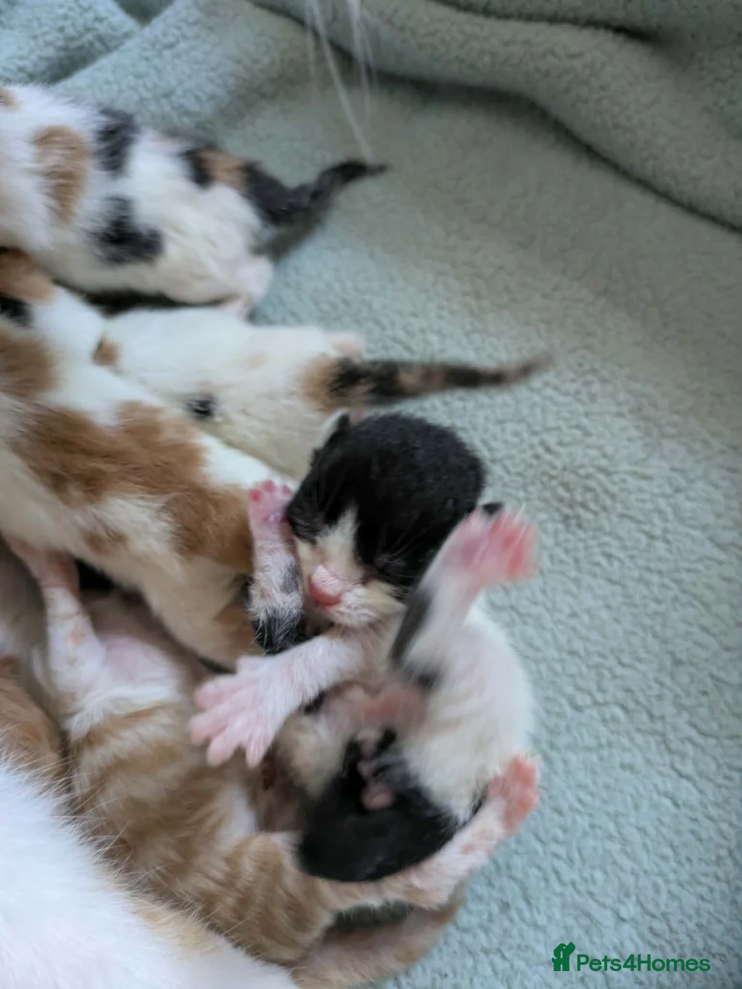 Mixed Breed cats for sale: 6 gorgeous mixed breed kittens - Advert 10