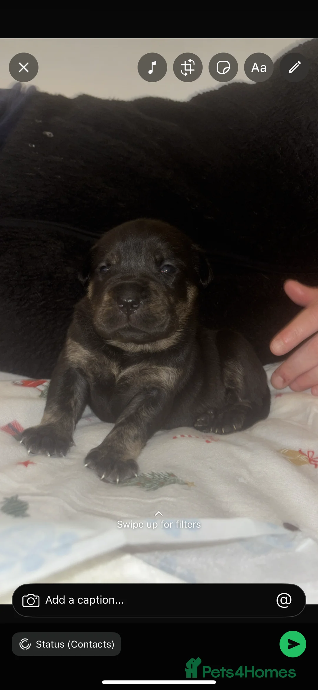 Cane Corso dogs for sale: 7 beautiful cane corso puppies  - Advert 15