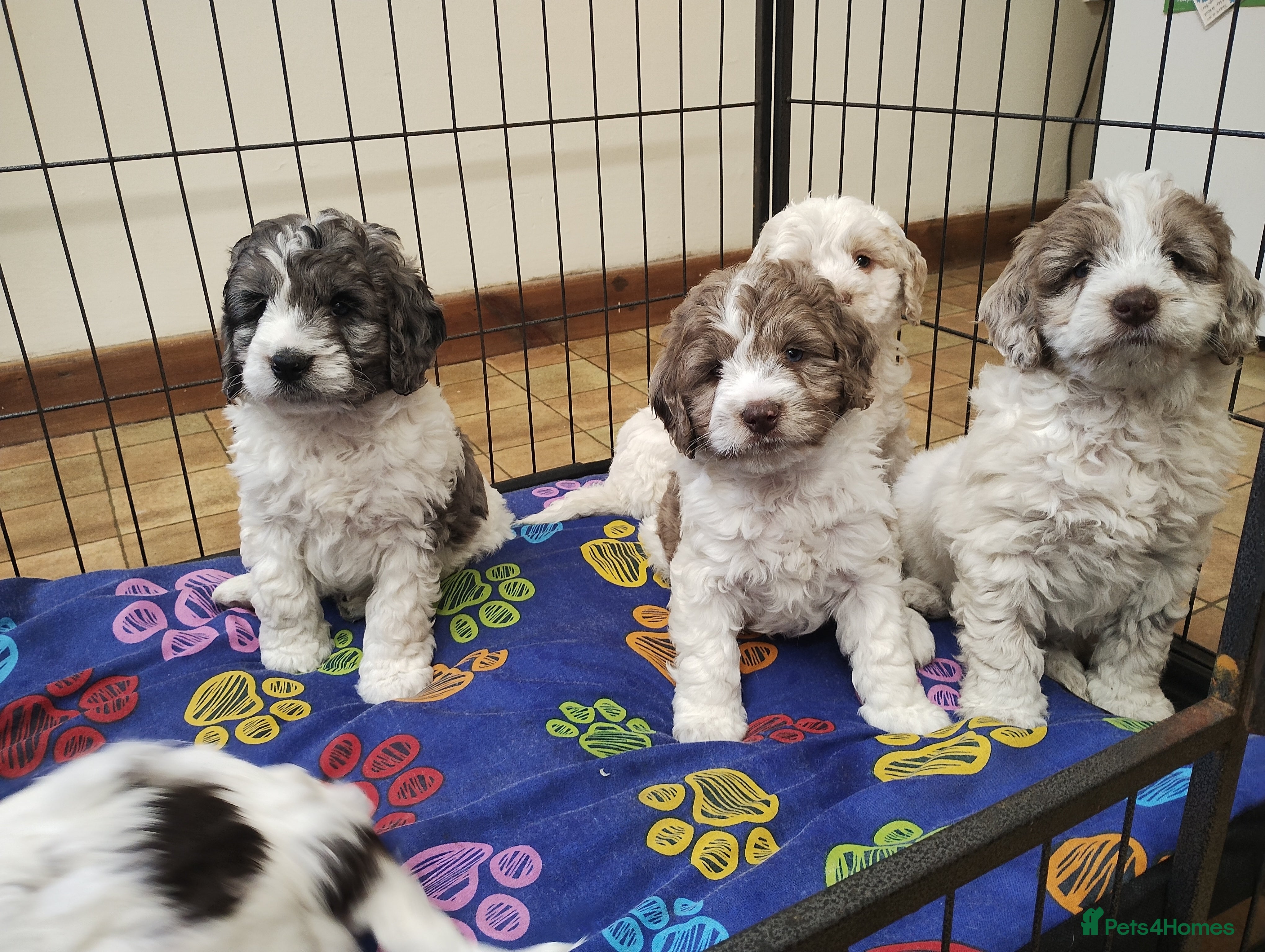 Cockapoo dogs Cockapoo Puppies F1! - Advert 17