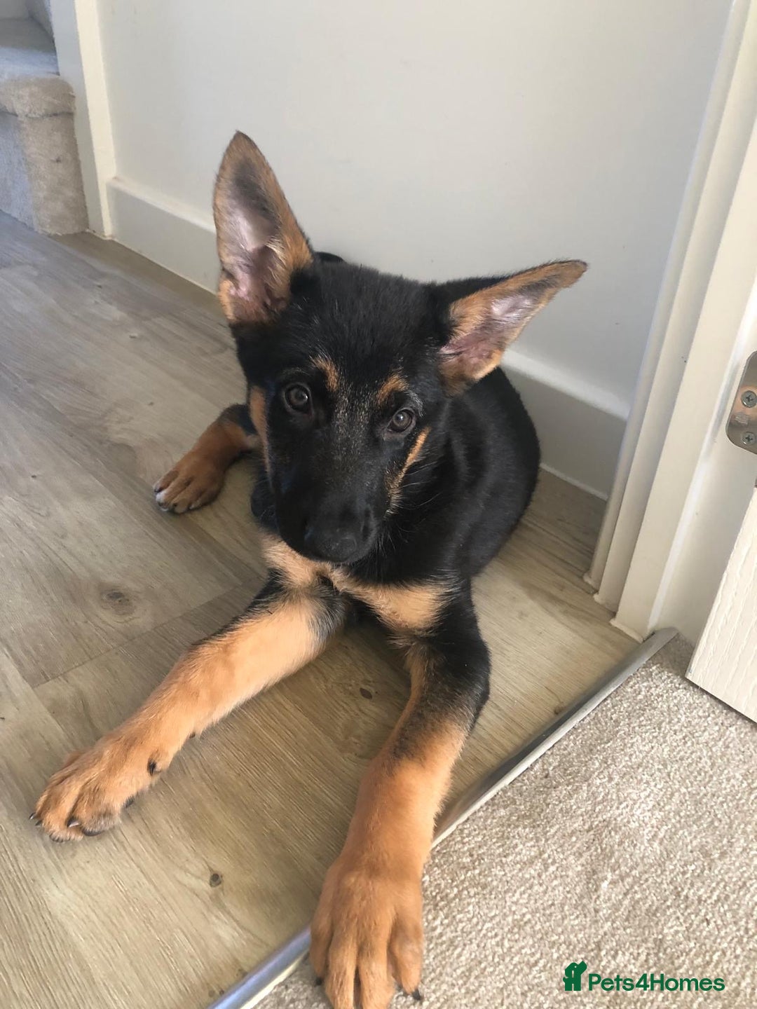 German Shepherd dogs for sale: Luna - German shepherd  - Image 4