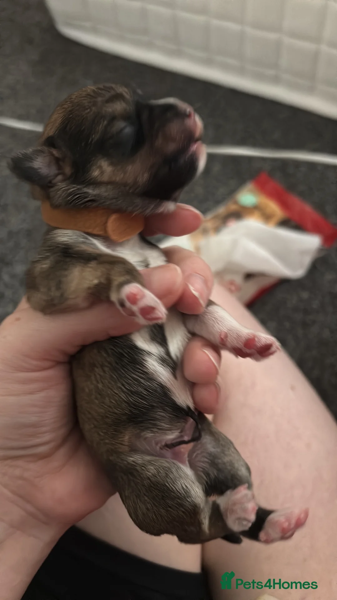 Mixed Breed dogs for sale: Schapso puppies  in Liverpool - Advert 6