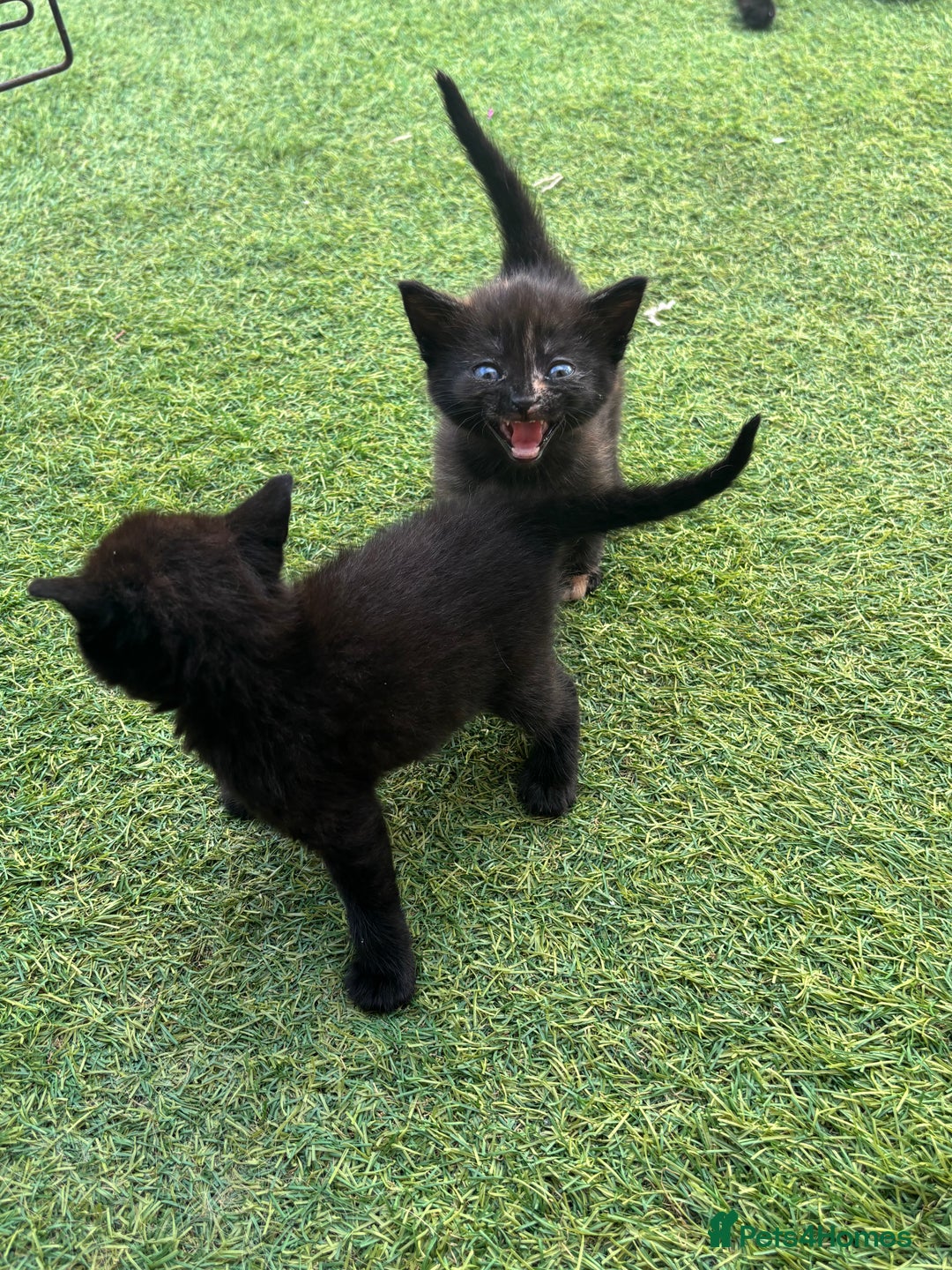 Mixed Breed cats for sale: Kittens ready to leave  - Image 11