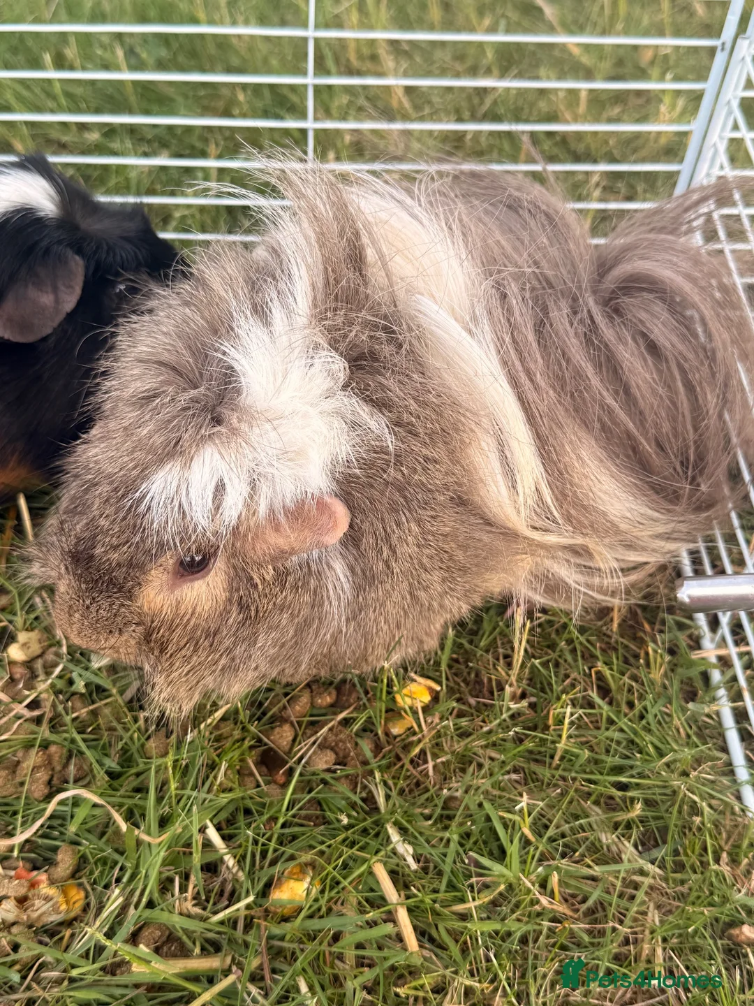 Guinea Pig rodents for sale: Rehoming guinea pigs 3 males  - Advert 1