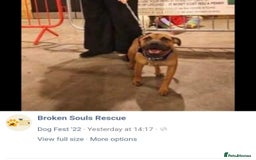 Staffordshire Bull Terrier dogs for sale: Staffordshire Bull terrier male red  - Image 10
