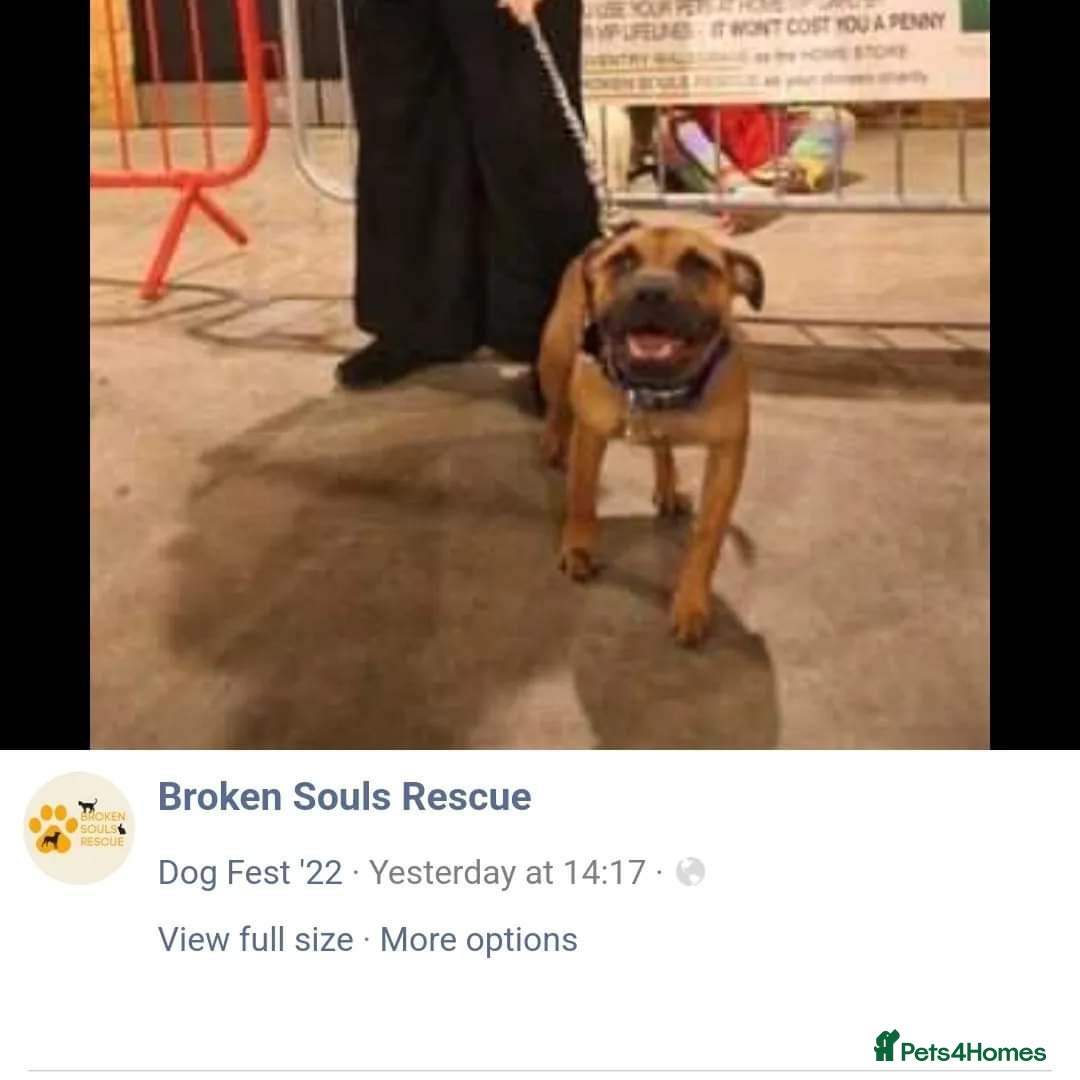 Staffordshire Bull Terrier dogs for sale: Staffordshire Bull terrier male red  - Image 10