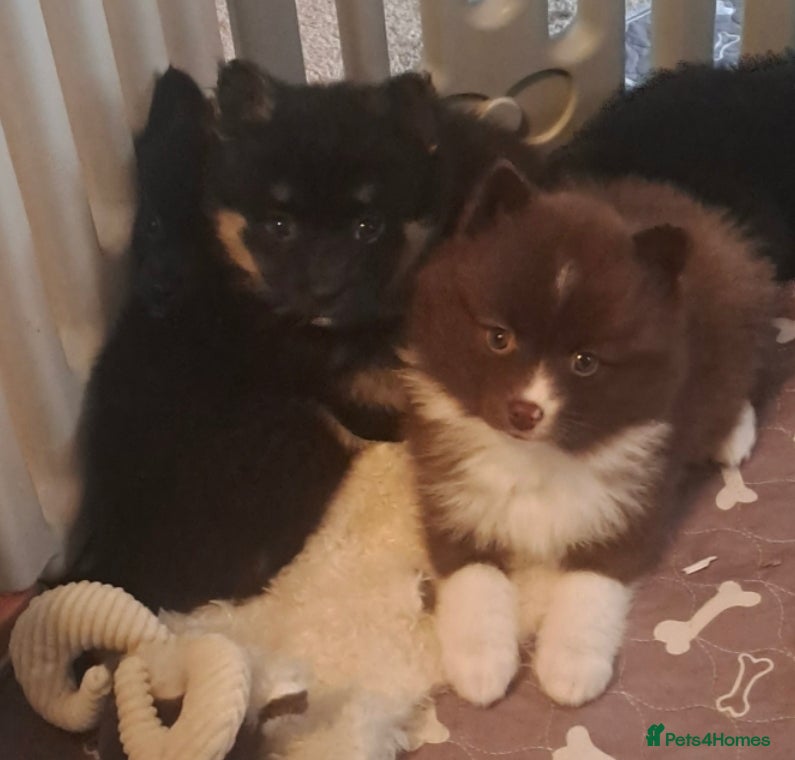 Pomsky dogs Ready now - Fluffy Pomsky pups - Advert 7