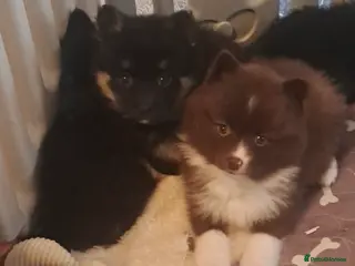 Pomsky dogs Ready now - Fluffy Pomsky pups - Advert 7