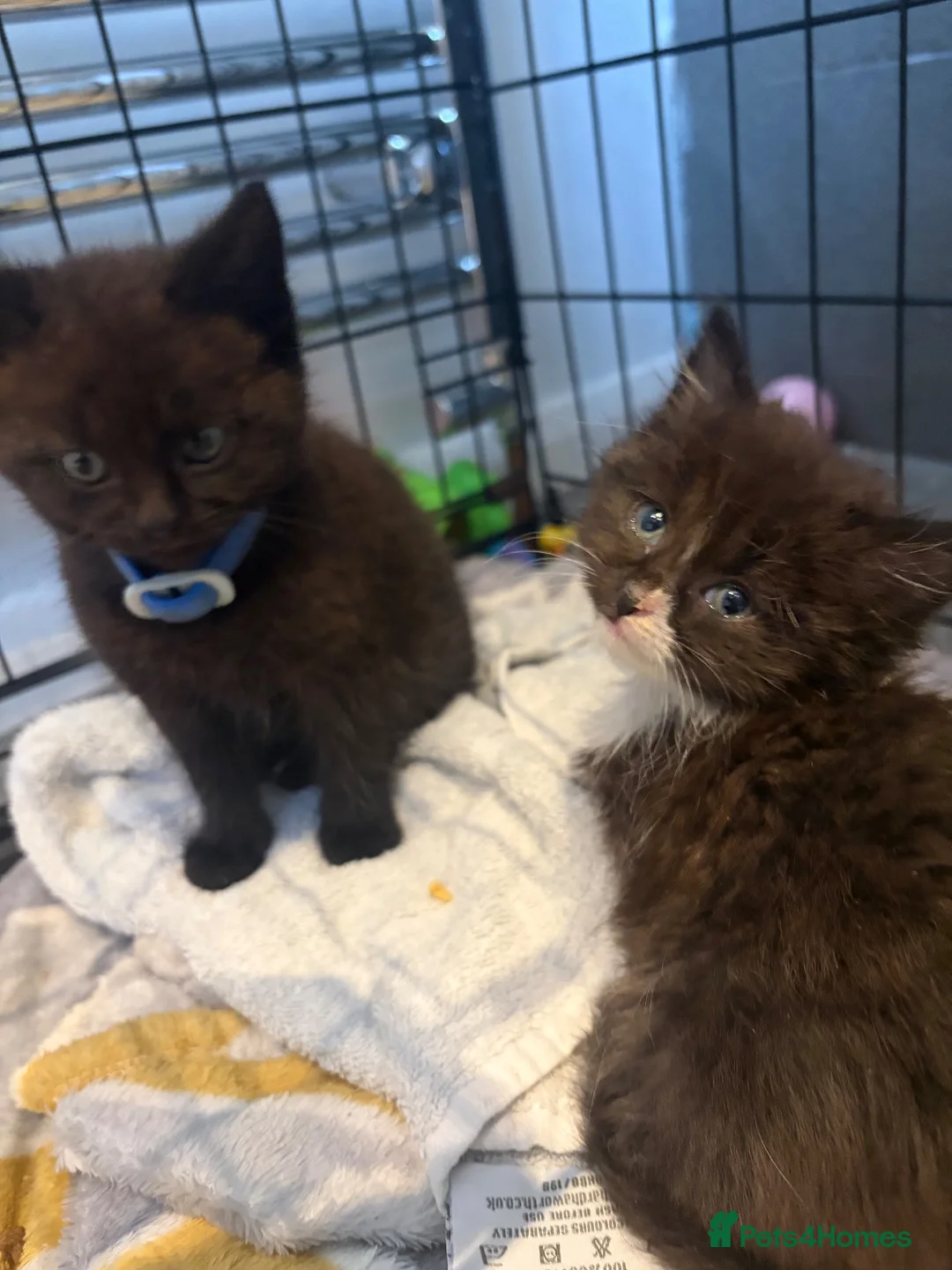 Domestic Shorthair cats for sale: Kittens - Advert 2