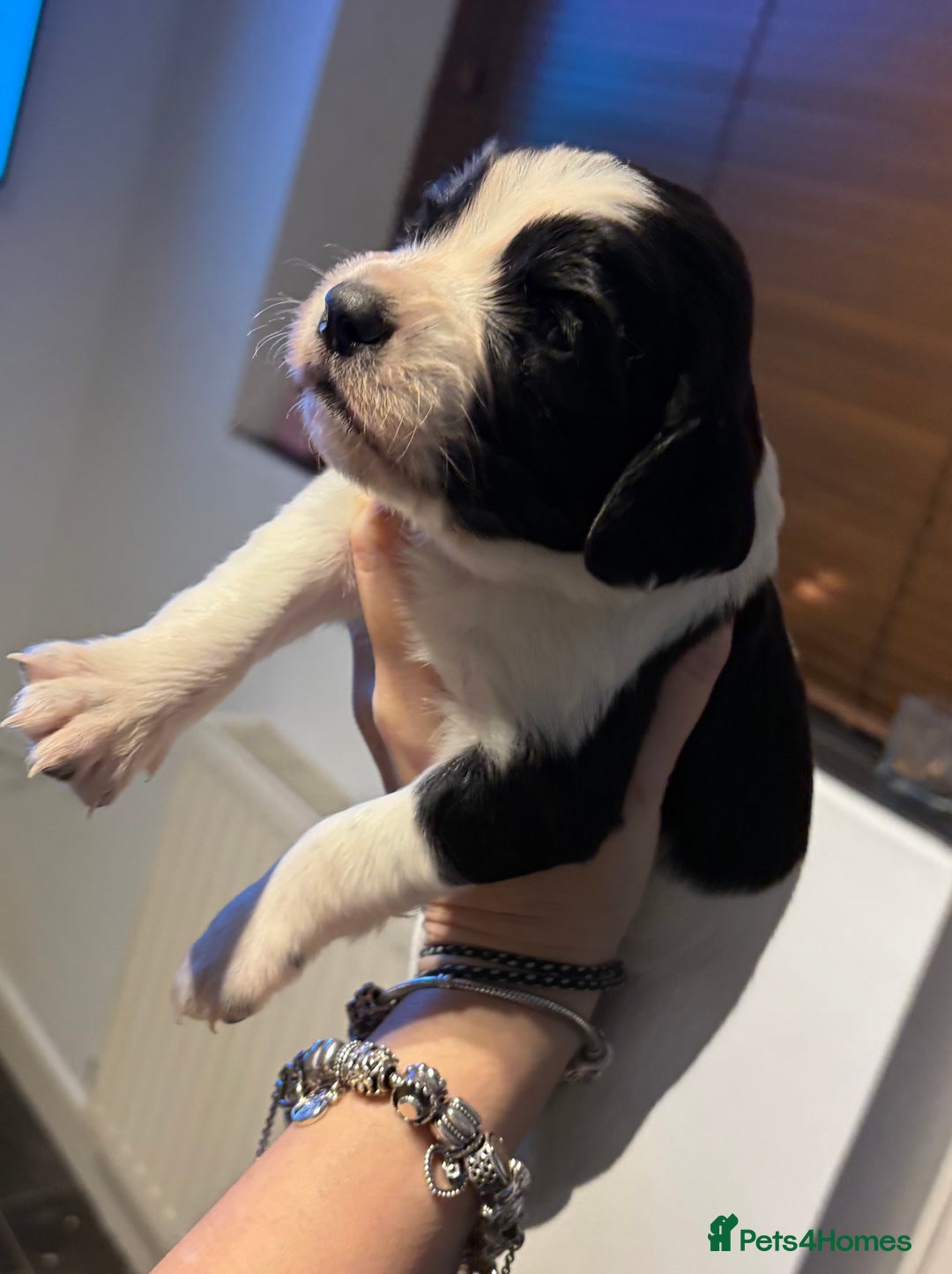Mixed Breed dogs for sale: 5 BEAUTIFUL SPRINGER/SPROCKER PUPPIES FO SALE  - Advert 31