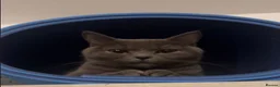 British Shorthair cats for sale: Cute British short hair kittens for sale  - Advert 2