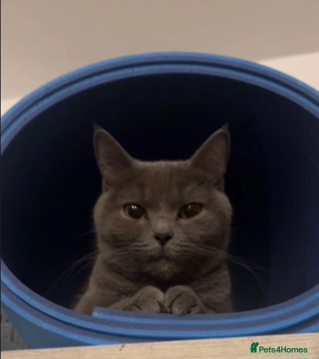British Shorthair cats for sale: Cute British short hair kittens for sale  - Advert 2