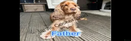 Cocker Spaniel dogs for sale: 🌟KC Registered Show-Type Cocker Spaniel Puppies🌟 - Advert 7