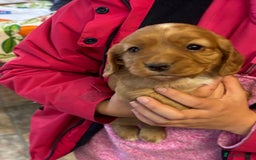 Cocker Spaniel dogs for sale: Cocker spaniel puppies for sale - Advert 12