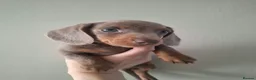 Miniature Dachshund dogs for sale: Miniature Daschund Puppies - Advert 2