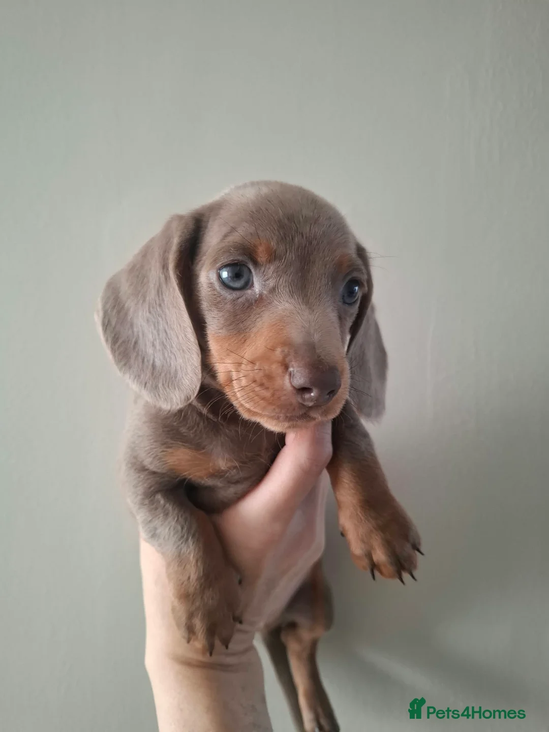 Miniature Dachshund dogs for sale: Miniature Daschund Puppies - Advert 2