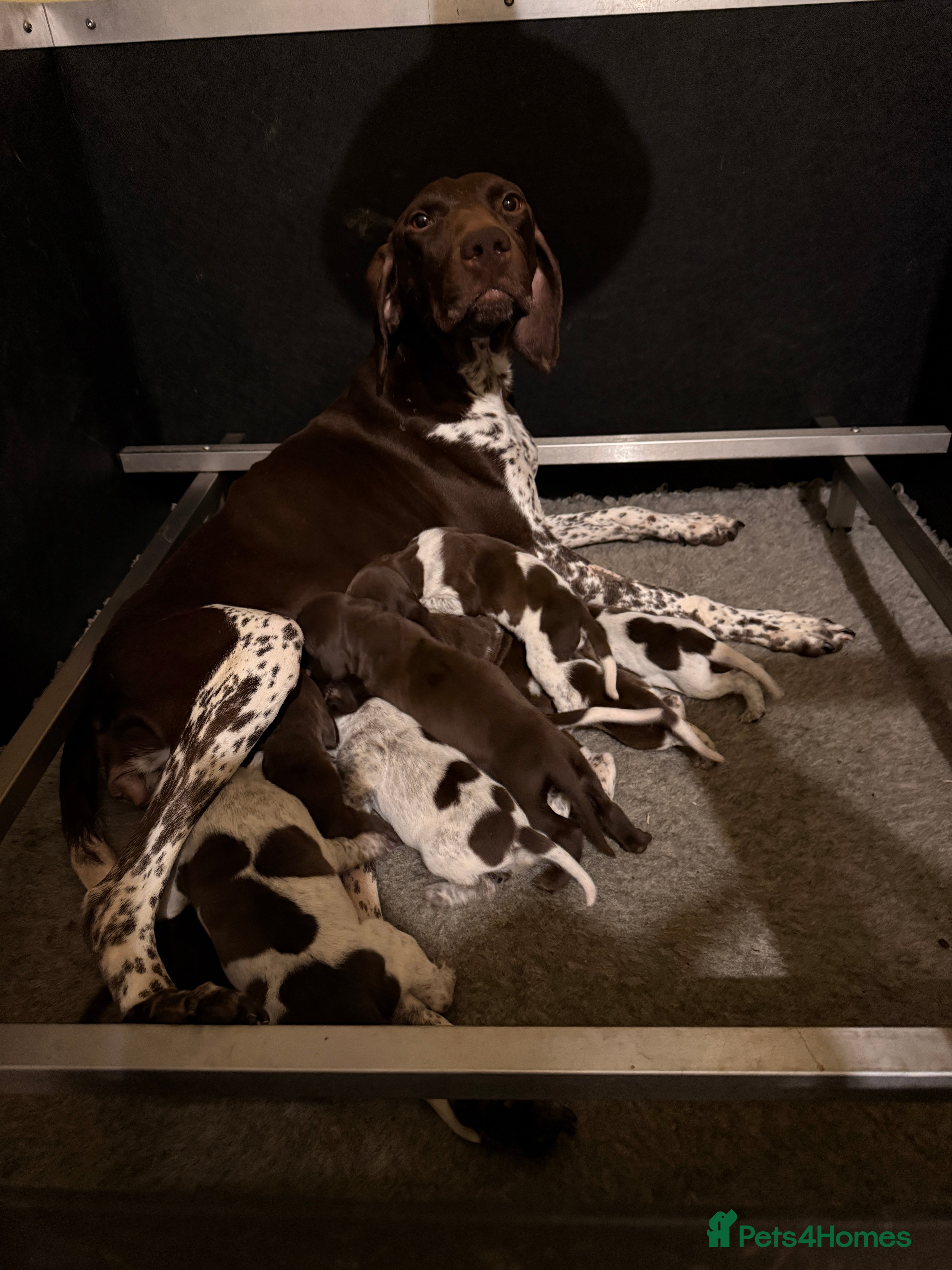 German Shorthaired Pointer dogs KC Reg GSP Pups Health Tested Parents - Advert 2