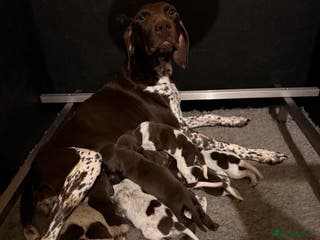 German Shorthaired Pointer dogs KC Reg GSP Pups Health Tested Parents - Advert 2