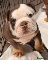 English Bulldog dogs - Advert 7