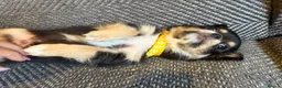 Chihuahua dogs for sale: 1 TINY KC REG boy ready to go to new home now - Advert 4