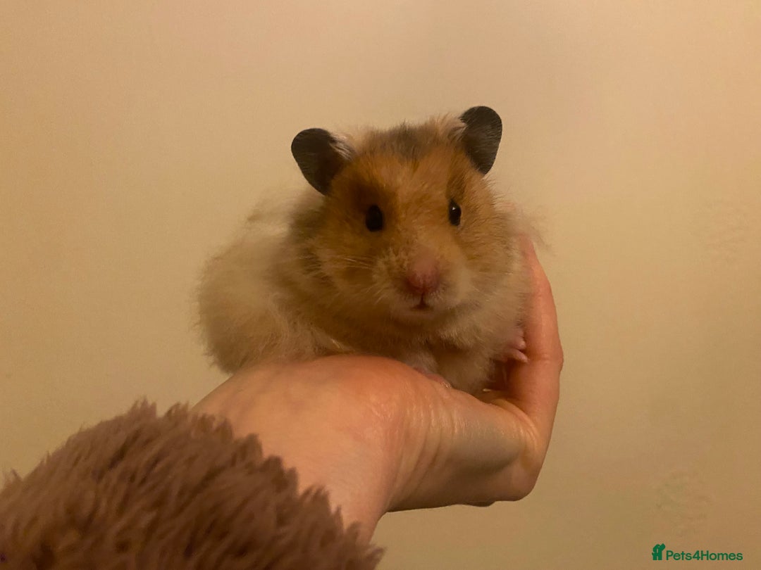 Hamster rodents for sale: Moon is looking for a new home🩷 - Advert 3