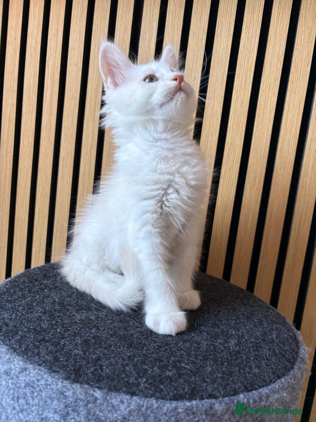 Maine Coon cats for sale: XL Maine Coon Kittens for Sale – TICA Reg - Advert 33