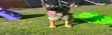 German Shepherd 1