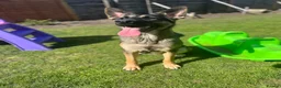 German Shepherd dogs for sale: Skye German shepherd  - Advert 2