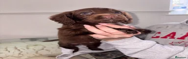 Cocker Spaniel 4