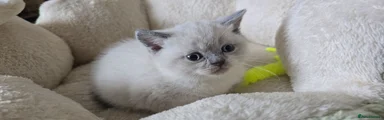 British Shorthair 2
