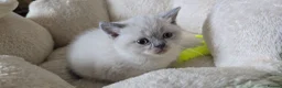 British Shorthair cats for sale: British short haired kittens  - Advert 38
