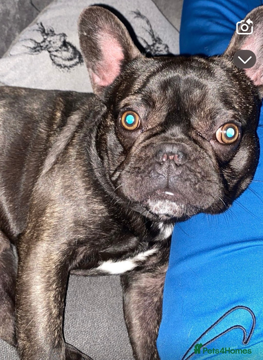 French Bulldog dogs for stud: 3-Year-Old French Bulldog Available for Stud  - Advert 2