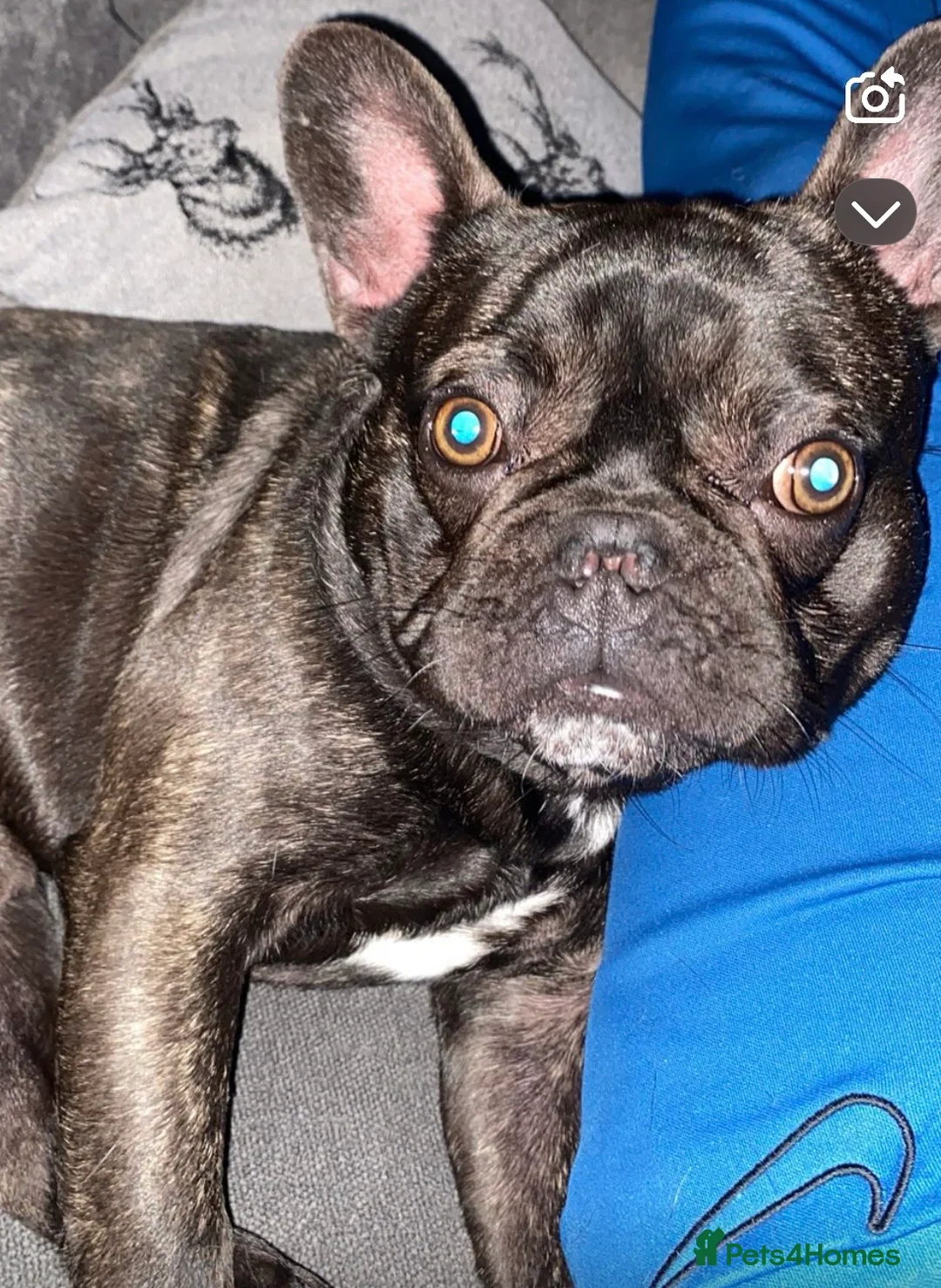French Bulldog dogs for stud: 3-Year-Old French Bulldog Available for Stud  - Advert 2