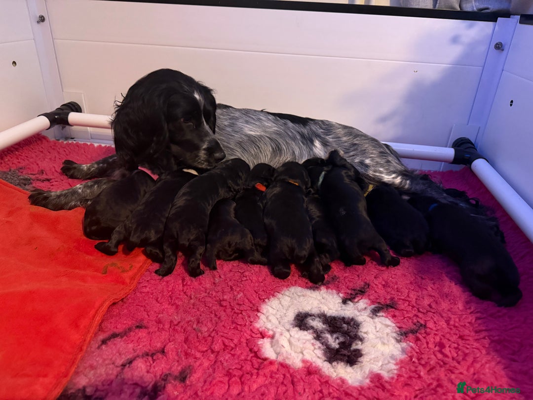 Cocker Spaniel dogs for sale: Stunning working cocker spaniel puppies available  - Advert 4