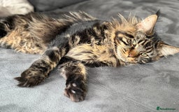 Maine Coon cats for sale: HURRY!! 10-MONTH-OLD MAINE COON KITTENS FOR SALE🐱 - Image 27