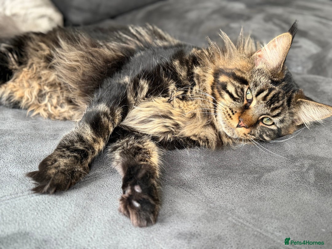 Maine Coon cats for sale: HURRY!! 10-MONTH-OLD MAINE COON KITTENS FOR SALE🐱 - Image 27