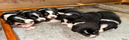 Border Collie dogs for sale: 7 tri color short hair collies from working parent in Hexham - Advert 2