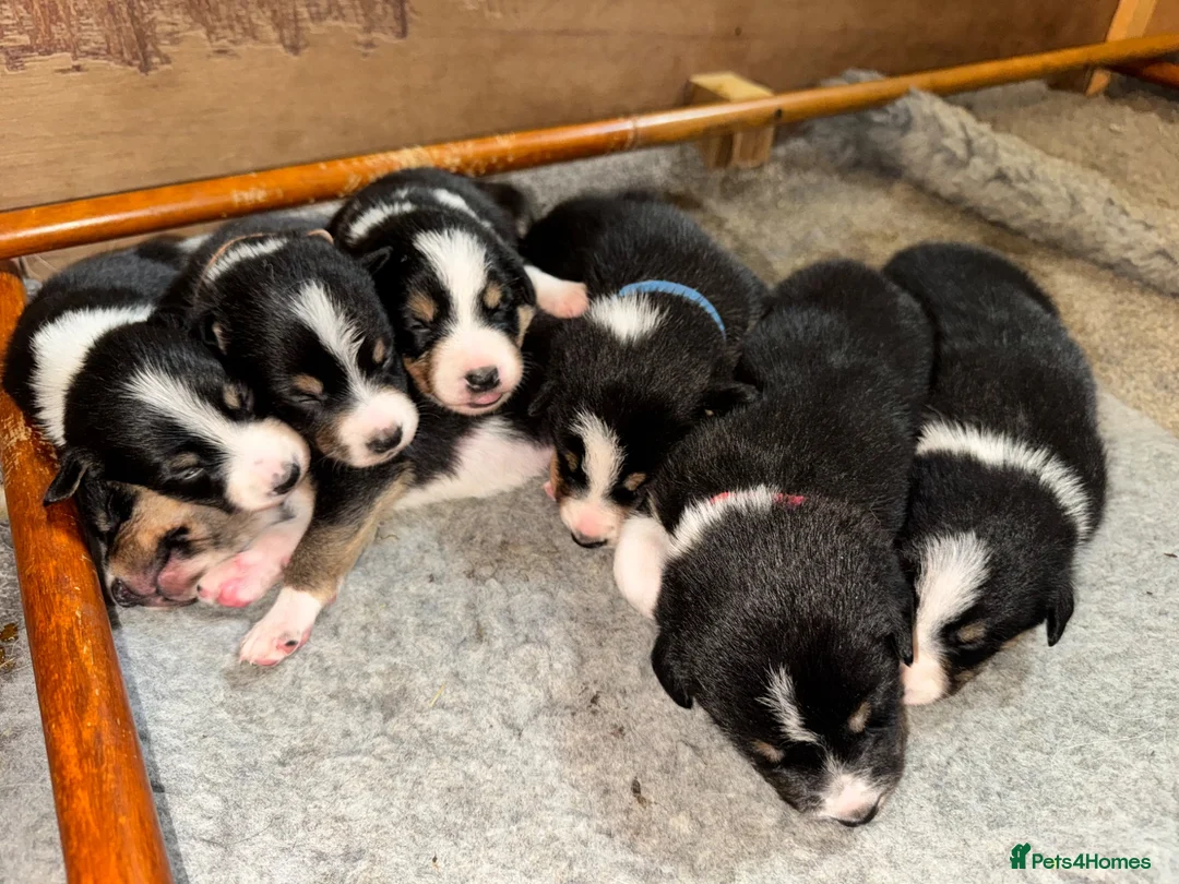 Border Collie dogs for sale: 7 tri color short hair collies from working parent in Hexham - Advert 2