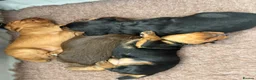 Cocker Spaniel dogs for sale: Working cocker spaniel puppies - Advert 15