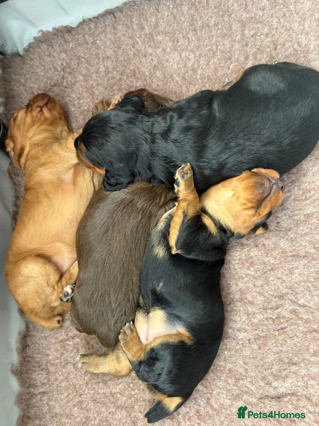 Cocker Spaniel dogs for sale: Working cocker spaniel puppies - Advert 15
