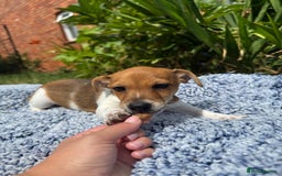 Jack Russell dogs for sale: 5 Available: Jack Russell Puppies. 2 Girls, 3 Boys - Image 12