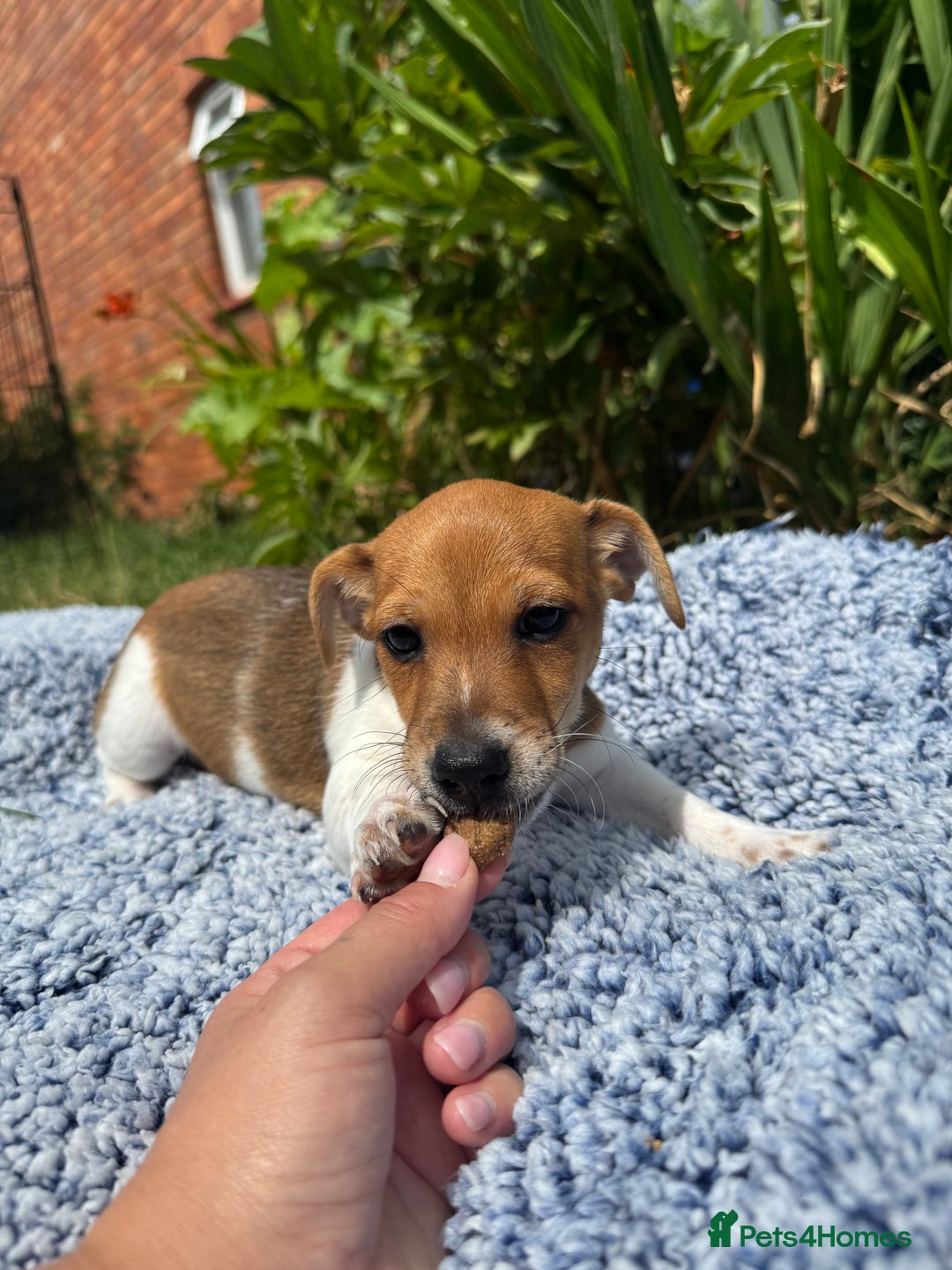 Jack Russell dogs for sale: 5 Available: Jack Russell Puppies. 2 Girls, 3 Boys - Image 12