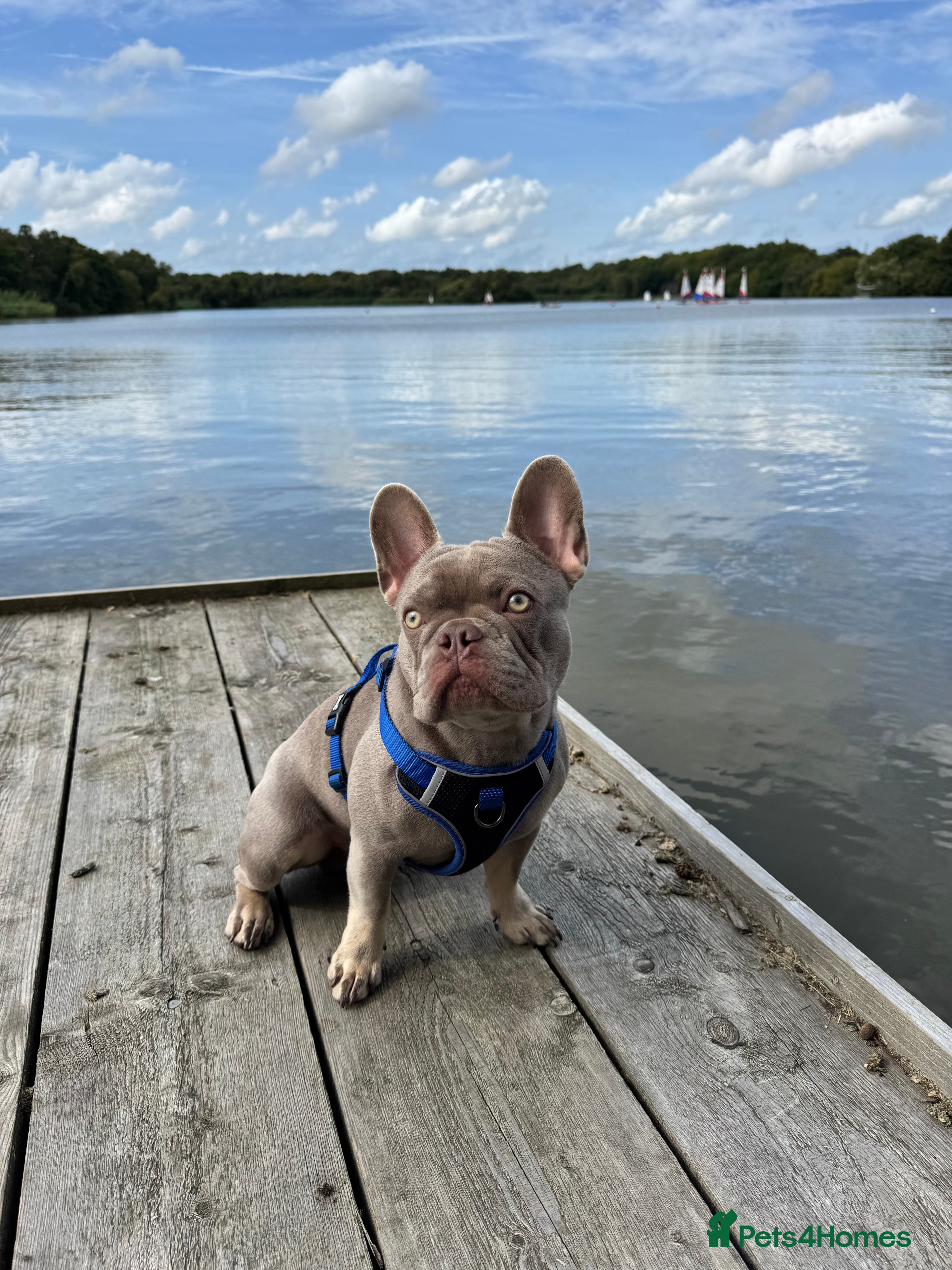 French Bulldog dogs Reggie French Bulldog for Studding  - Advert 1