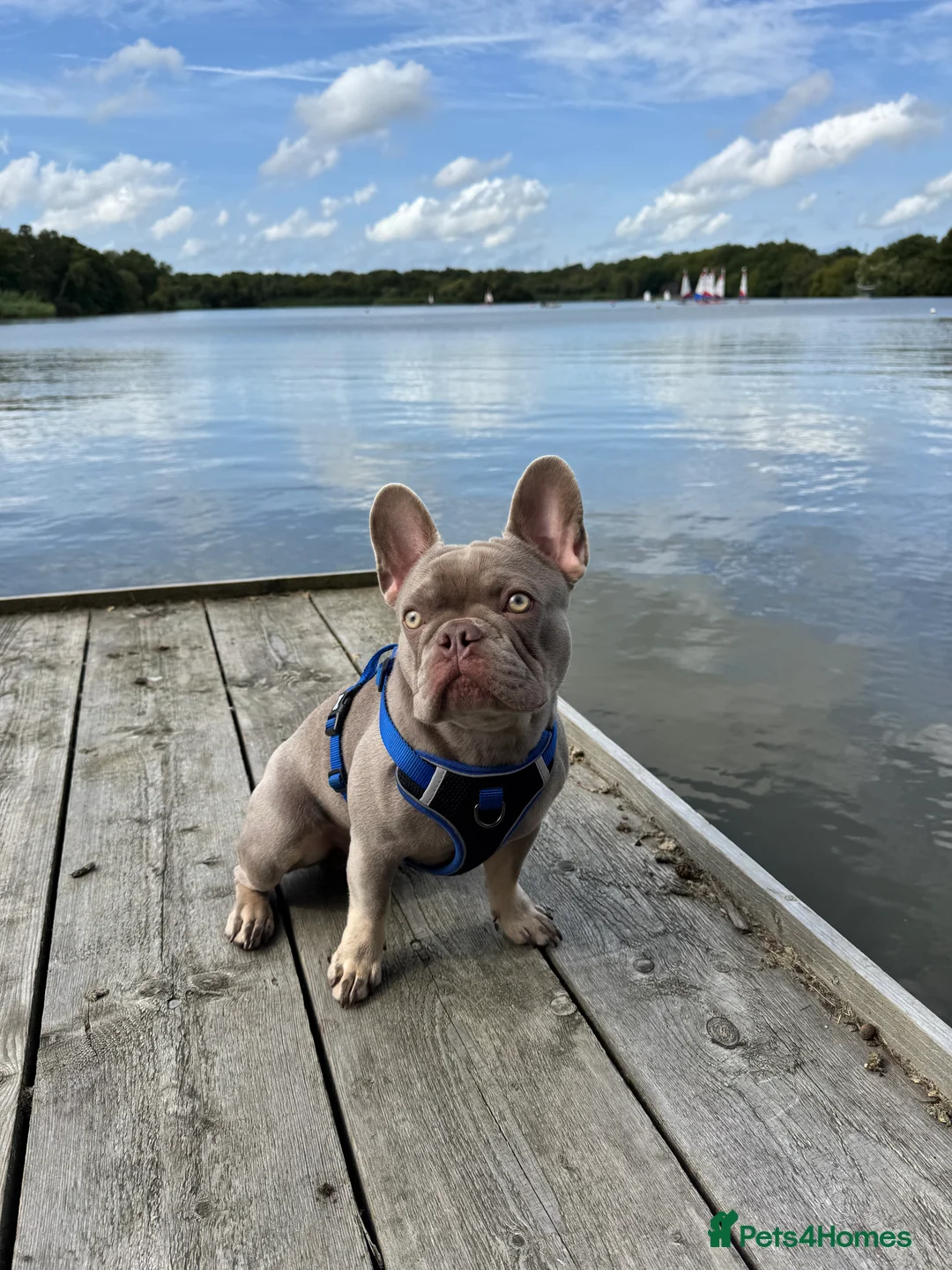 French Bulldog dogs for stud: Reggie French Bulldog for Studding  - Advert 1