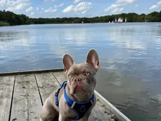 French Bulldog dogs Reggie French Bulldog for Studding - Advert 1